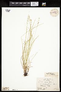 Carex rosea image