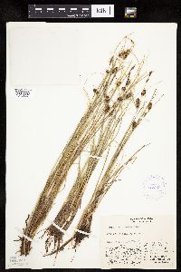Carex rotundata image
