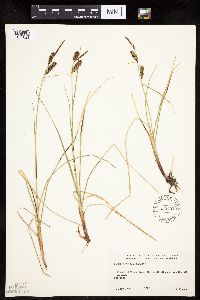 Carex rotundata image