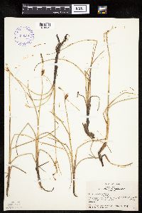 Carex rotundata image