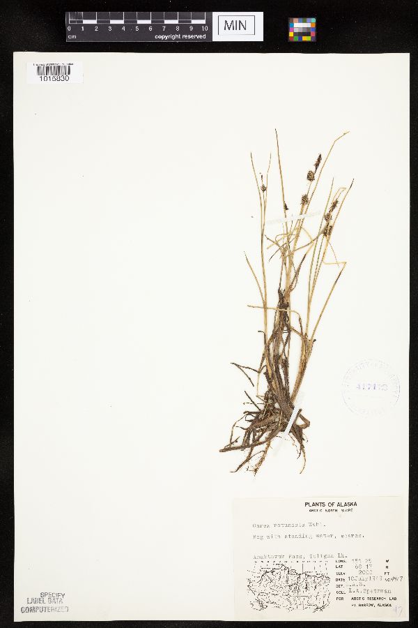 Carex rotundata image