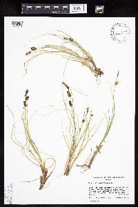 Carex rotundata image