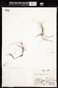 Carex rupestris image