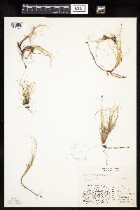 Carex rupestris image