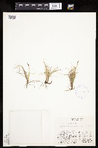 Carex rupestris image
