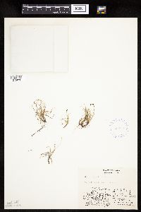 Carex rupestris image