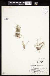Carex rupestris image