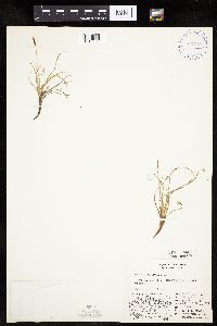 Carex rupestris image