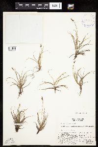 Carex rupestris image