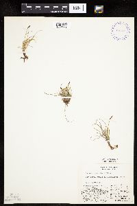 Carex rupestris image