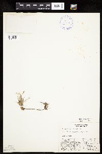 Carex rupestris image