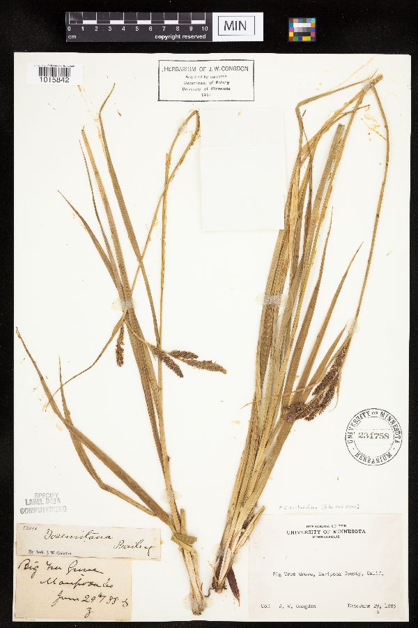 Carex sartwelliana image