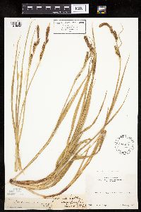 Carex sartwelliana image