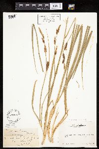 Carex sartwelliana image