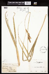 Carex sartwelliana image