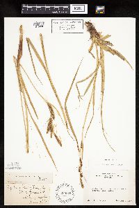 Carex sartwelliana image