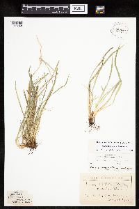 Carex saximontana image