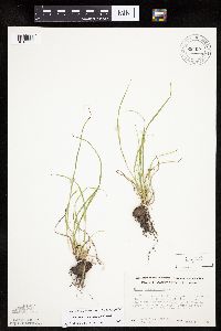 Carex saximontana image