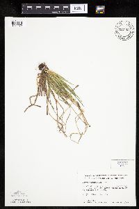 Carex saximontana image