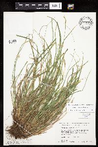 Carex saximontana image