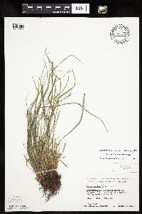 Carex saximontana image