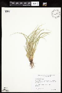 Carex saximontana image