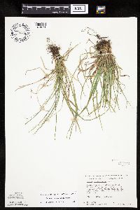 Carex saximontana image