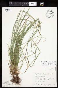 Carex saximontana image