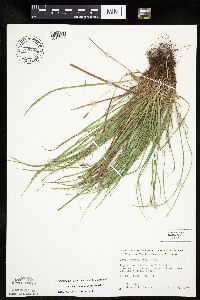 Carex saximontana image