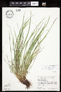 Carex saximontana image