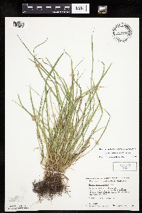 Carex saximontana image