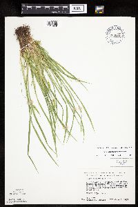 Carex saximontana image
