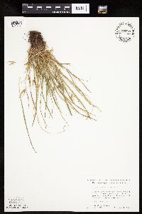 Carex saximontana image