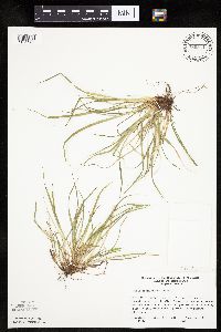 Carex saximontana image