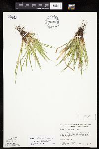 Carex saximontana image