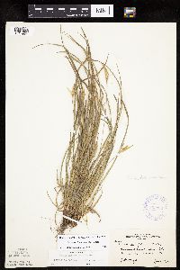 Carex saximontana image