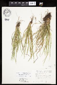 Carex saximontana image