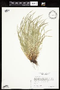 Carex saximontana image