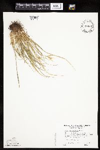 Carex saximontana image