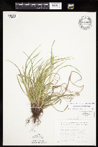 Carex saximontana image