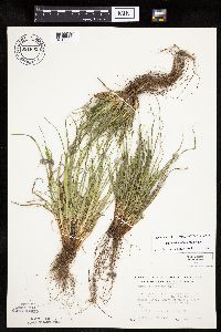 Carex saximontana image