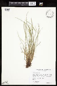 Carex saximontana image