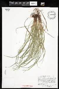 Carex saximontana image