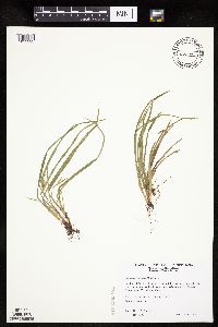 Media resource of Carex saximontana