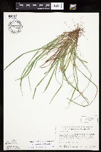Carex saximontana image