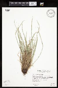 Carex saximontana image