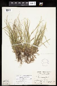 Carex saximontana image