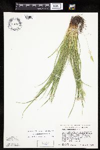 Carex saximontana image