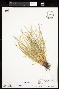 Carex saximontana image