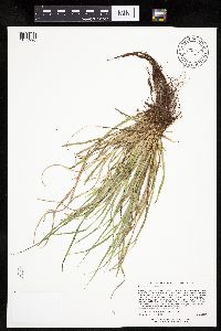 Carex saximontana image